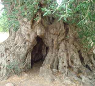 Stamm des Olivenbaumes