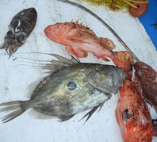 Fangfrische Fische werden angeboten