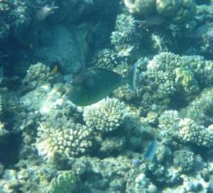 Kurznasen Doktorfische