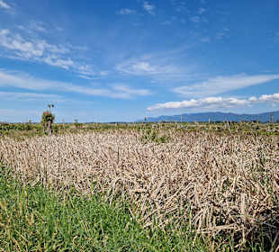 Boggy Pond Wairarapa Moana Wetlands