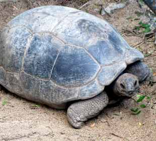 Ist das Esmeralda? Die berühmteste Schildkröte 
