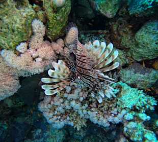 ORCA Dive Club Moreen Beach