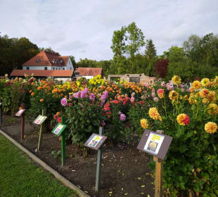 Dahlienschau 