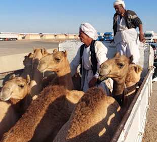 Kamelmarkt El Shalateen