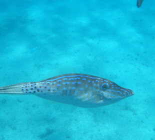 Interessanter Fisch und das am Hausriff