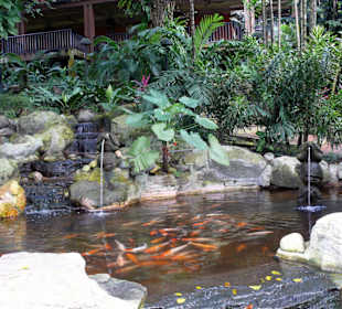 Fischteich im Vogelpark