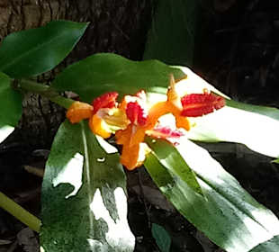 Botanischer Garten La Orotava