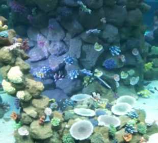 Aquarium