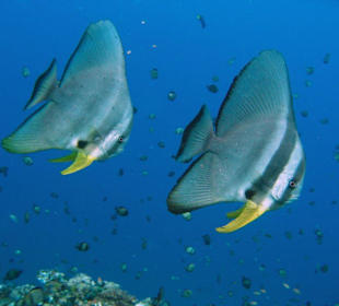 Fledermausfische