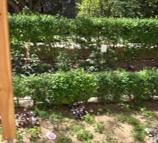 Rosengarten Nördlingen