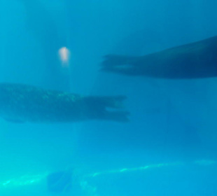 Mundomar Juillet 2011