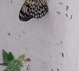 Schmetterlingsgarten