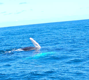 Wale beobachten