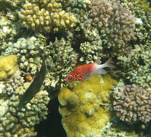 Schnorcheln Abu Dabbab