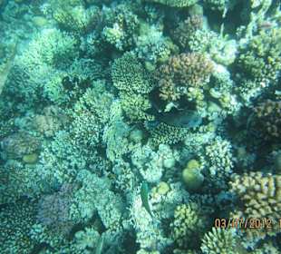 Am Hausriff direkt vor dem Hotel