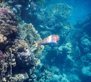 Meeresbewohner vom Riff Hotel Iberotel Coraya Beach