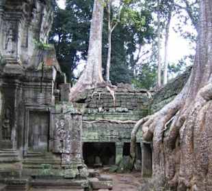 Die Bäume holen sich alles zurück!