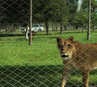 Lion Country Safari