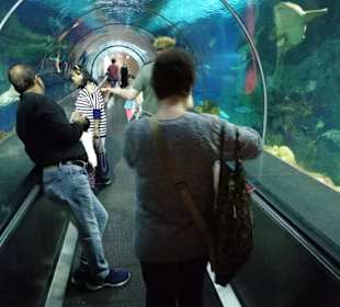 Spaziergang durch den gläsernen Tunnel