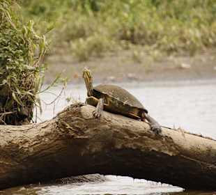 Jose´s Crocodile River Tour