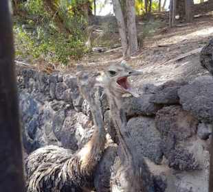 Emus