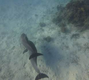 Einmalie Erlebnisse mit Mo´s Delfinen