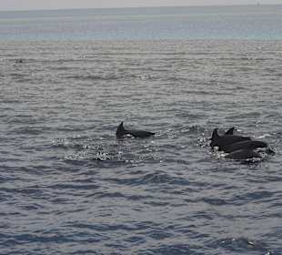 Delfine beim Ausflug