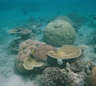 Calypso Snorkeling Tour