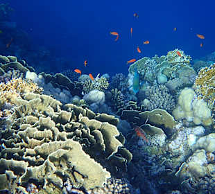 Schnorcheln Marsa Alam