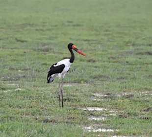 Geführte Touren Marco Polo Tours & Safaris Diani Beach
