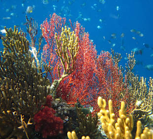 Unterwasserwelt Balis