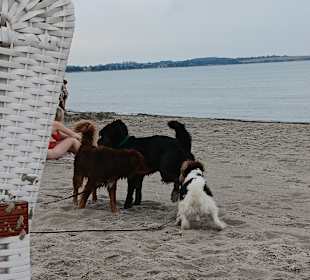 Hundestrand Boltenhagen Tarnewitz