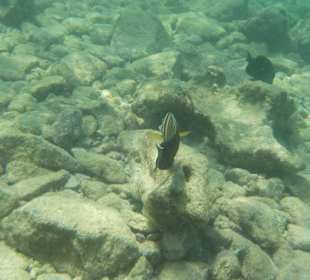 Schnorcheln Hurghada