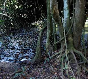 W drodze pod wodospad (1)