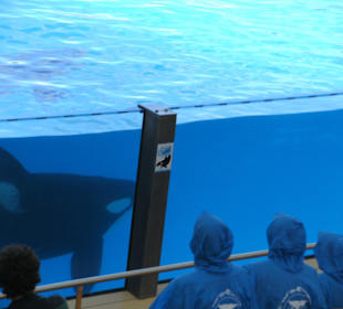 Orca Show