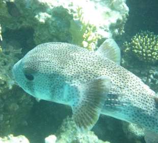 Bewohner des Hausriffs