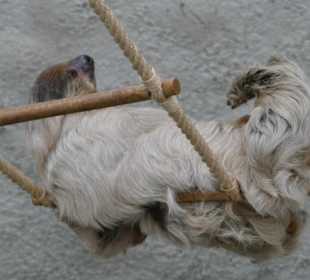 Mein Vorbild - Das Faultier