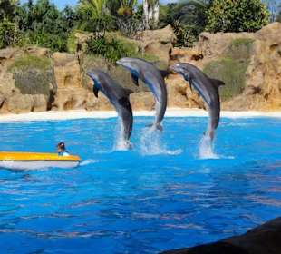 Loro Parque 11/2016