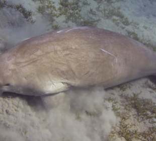 Abu Dabab 28.08.2014