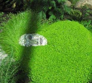 Illustration zum Maidenhair Tree