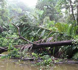Tortuguero Nationalpark