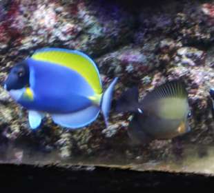 Bunter Fisch