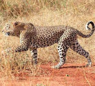 Leopard auf Beutejagd