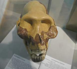 Rekonstruktion eines menschl./ teirischem Kopf