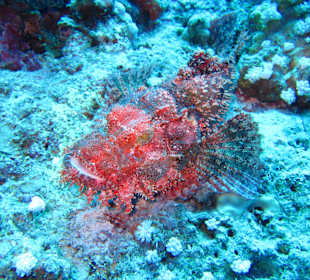 Drachenkopf bzw. Skorpionfisch