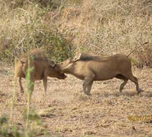 Spielende Warzenschweine