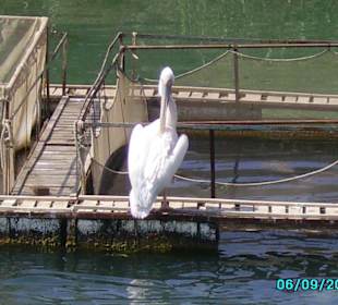 während der Flussfahrt / Manavgat