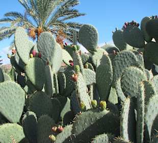 Opuntien - Feigenkakteen