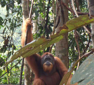Orang Utan bei Bukit Laeang