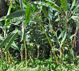 Impressionen aus dem Stadtpark von Funchal